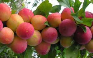 تامین کود شیمیایی ۲ هزار هکتار از باغات آلو در گلستان تامین کود شیمیایی ۲ هزار هکتار از باغات آلو در گلستان