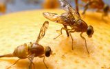 هشدار درباره طغیان مگس مدیترانه‌ای در گلستان