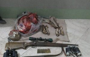 لاشه قوچ وحشی در پارک ملی گلستان کشف شد لاشه قوچ وحشی در پارک ملی گلستان کشف شد