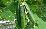 تولید ۶ هزار تن خیار گلخانه‌ای در گلستان